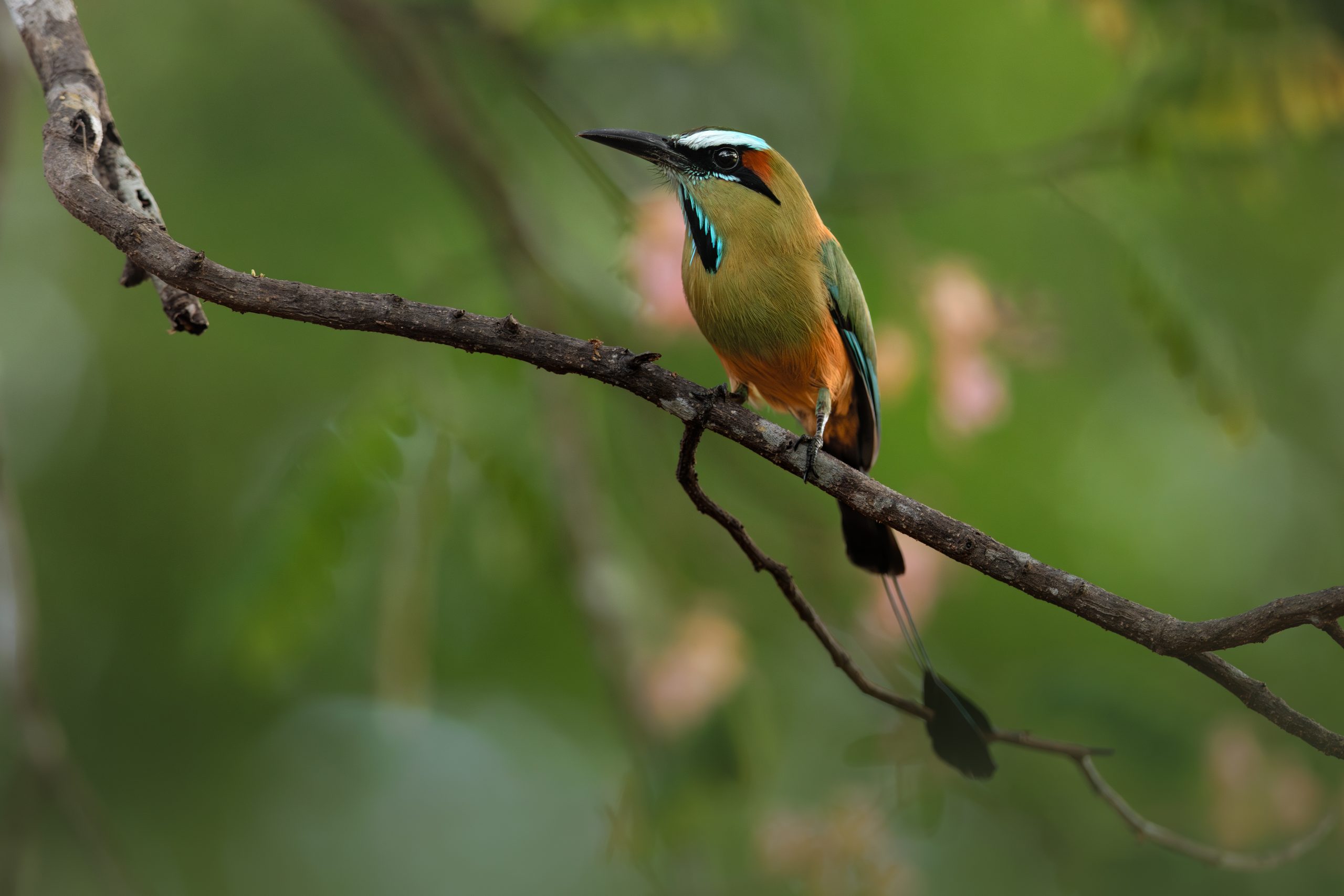 Pajara Toh en una rama
